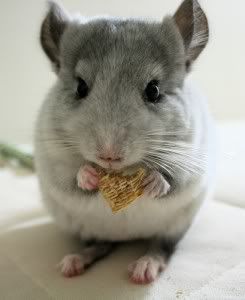 chinchilla.jpg