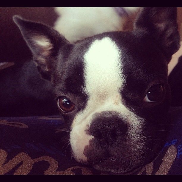 boston terrier