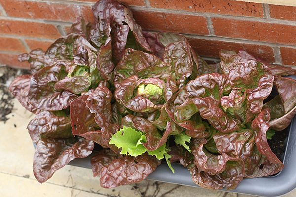 home grown lettuce