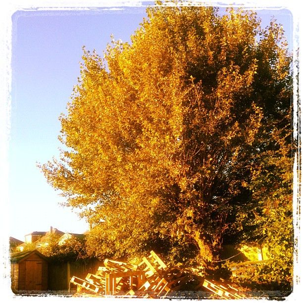 tree autumn instagram