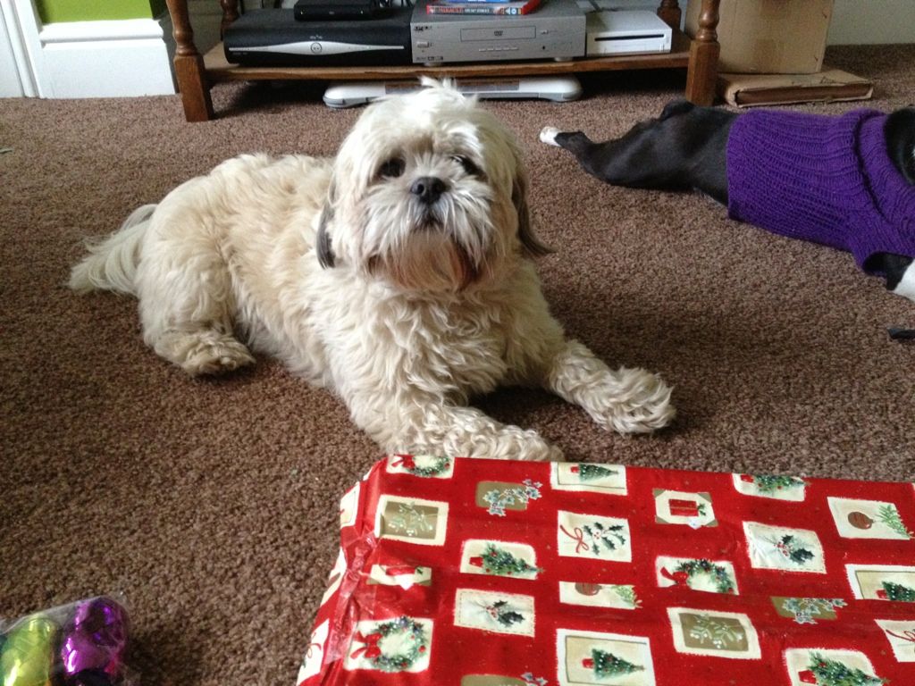 lhasa apso christmas