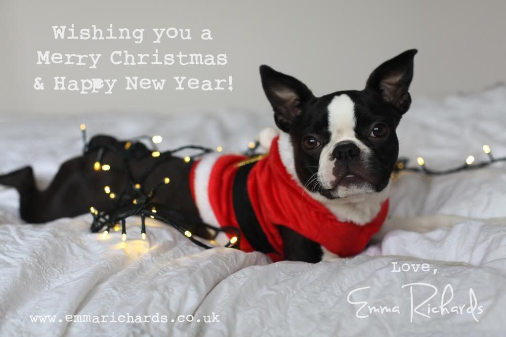 boston terrier christmas