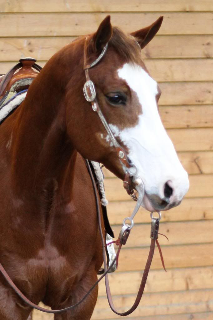 DanisHorses084_zps6f7b327c.jpg
