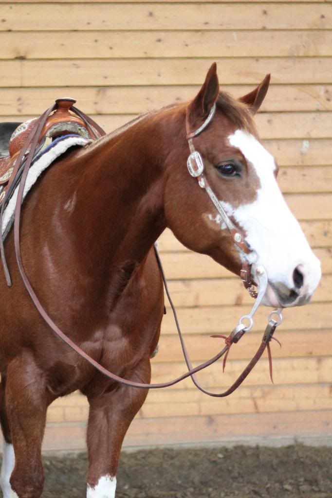 DanisHorses094_zpsb4bfd54d.jpg