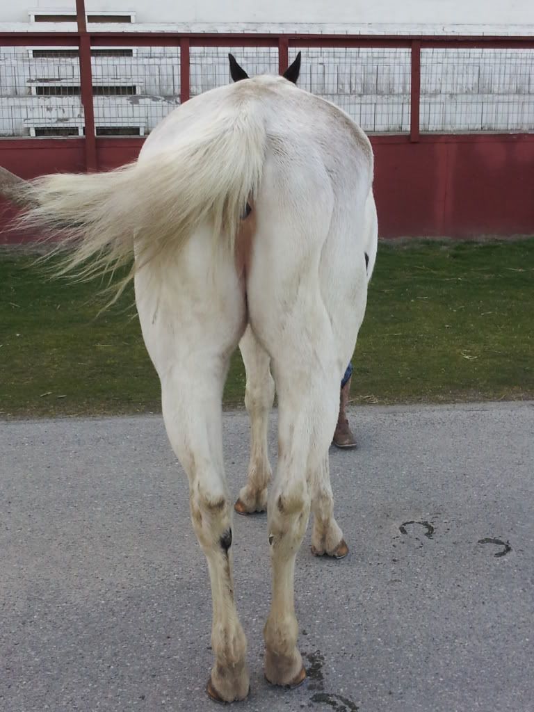 Conformation of My 24-year old Paint Mare - The Horse Forum