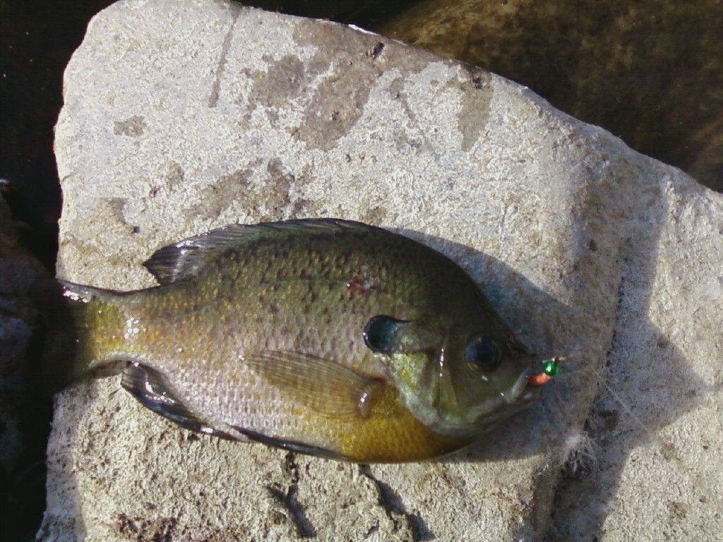 [Image: Bluegill_zps26fdd2d3.jpg]