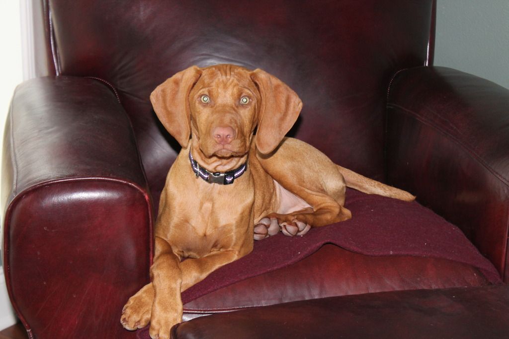 Anyone own a Vizsla here? New Owner 